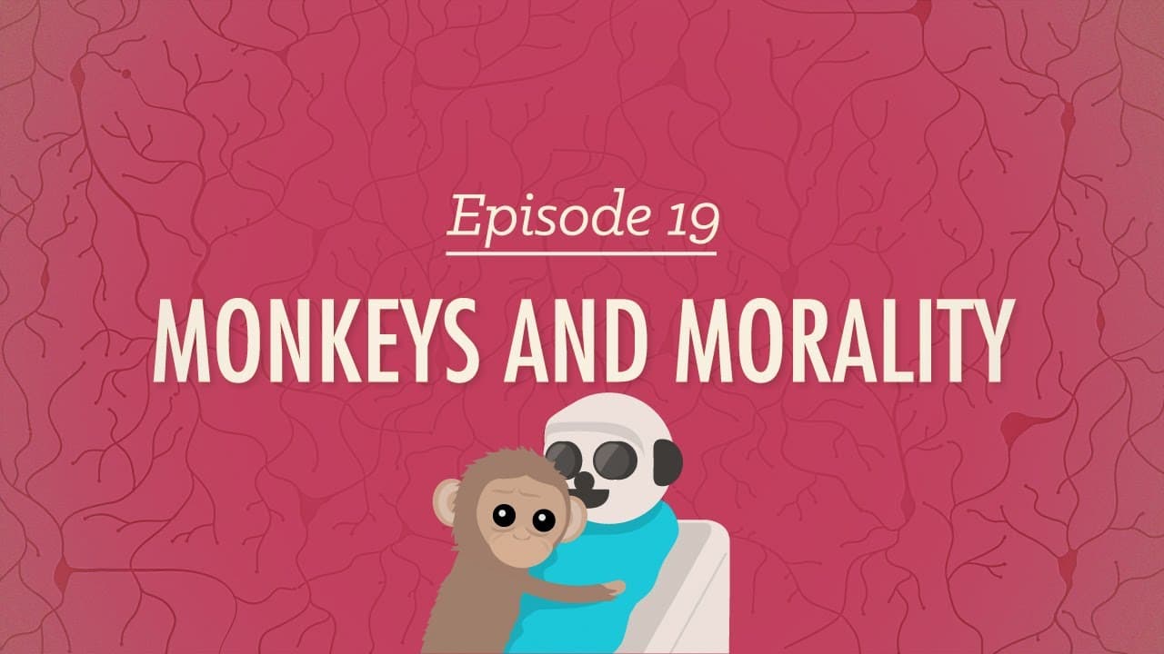 Psychologie: Opičky a morálka