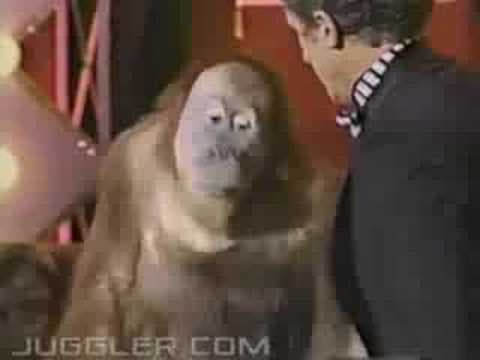 Orangutani