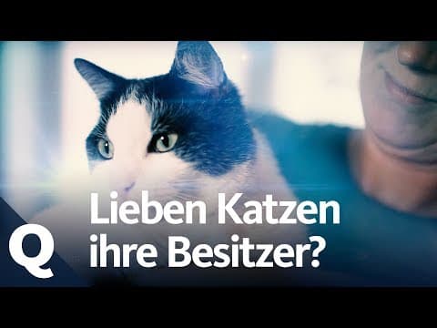 Experiment: Mají nás kočky rády?