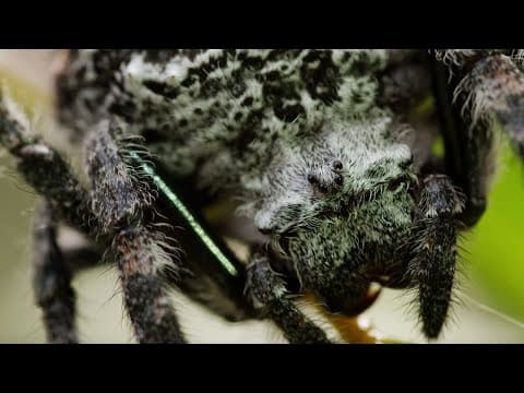 Opravdová Spider-Woman