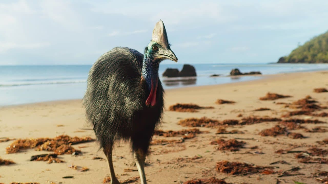 Kasuáři jsou dinosauři naší doby