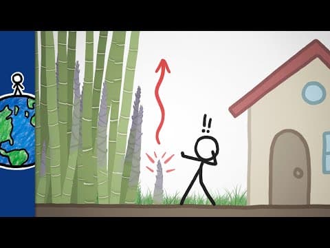 Nejrychleji rostoucí rostlina na světě