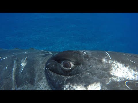 Blízká setkání: Zachráněna velrybou