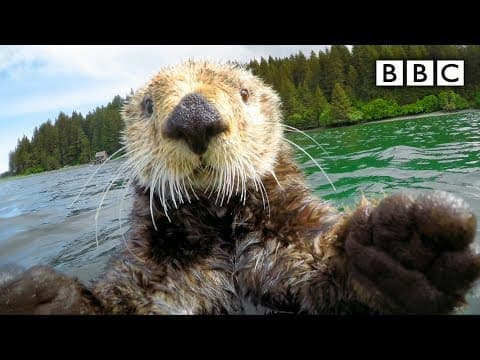 Roztomilé mořské vydry a špión