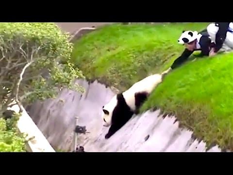 Pandy