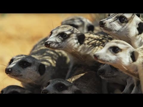 Surikaty bojují proti robotické kobře