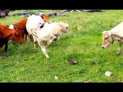 Krávy vs. želva